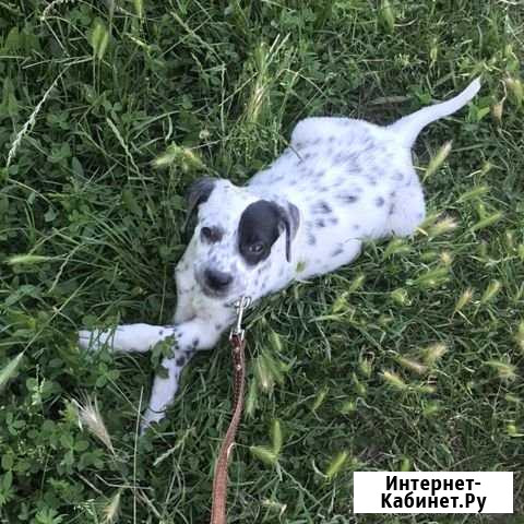Собака Горячий Ключ - изображение 1
