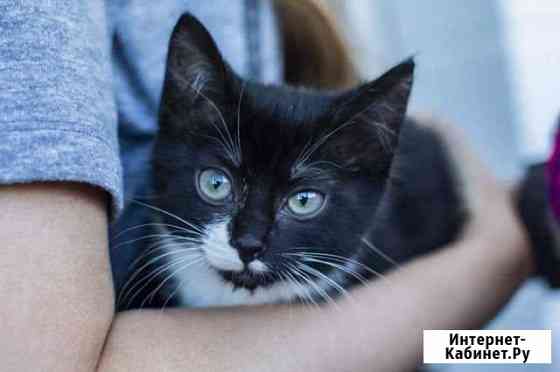 Кошечка в добрые руки Екатеринбург
