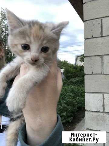 Котята Волжский Волгоградской области - изображение 1