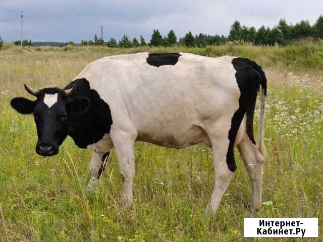 Продам корову Выкса - изображение 1