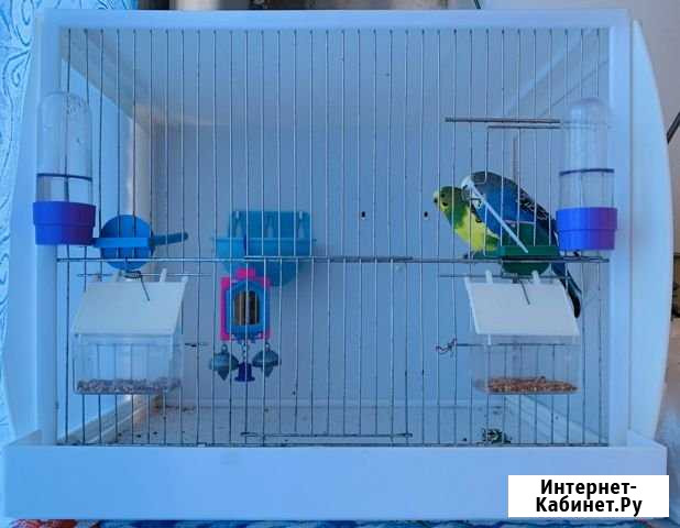 Волнистый попугай Геленджик - изображение 1