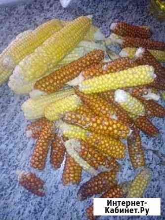 Семена кукурузы Красноярск