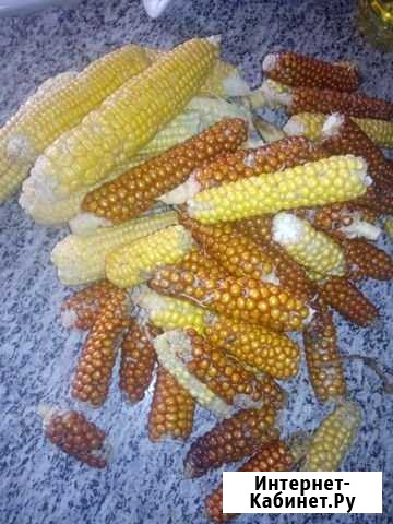 Семена кукурузы Красноярск - изображение 1