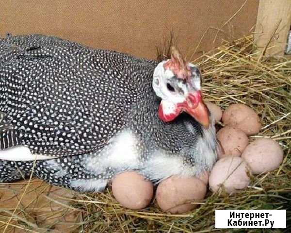 Яйцо Цесариное Выкса - изображение 1