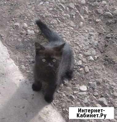Котята в хорошие руки Незлобная - изображение 1