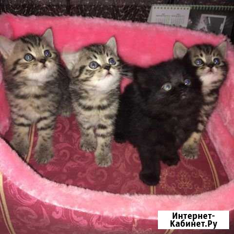 Котята британцы Смоленск - изображение 1