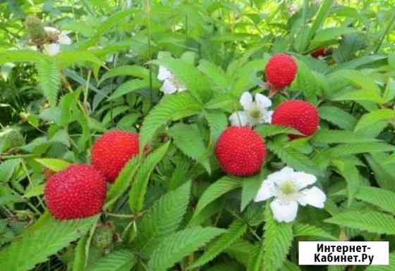 Саженцы земляничной (клубничной ) малины Рязань