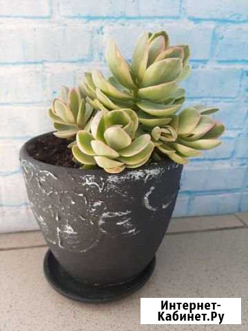Сукуленты Краснодар - изображение 1