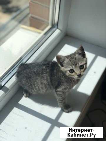 Котята/ Котенок/ британец Батайск - изображение 1