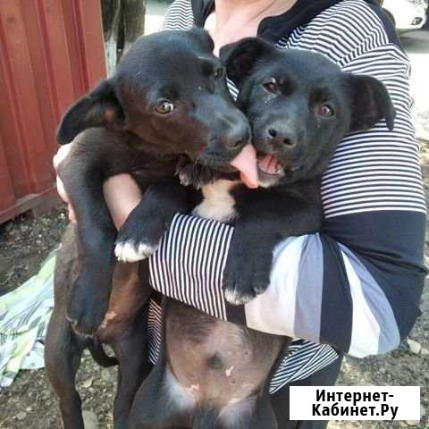 Счастье в добрые руки Кореновск - изображение 1