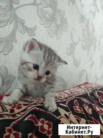 Шотландские котята Дзержинск - изображение 1