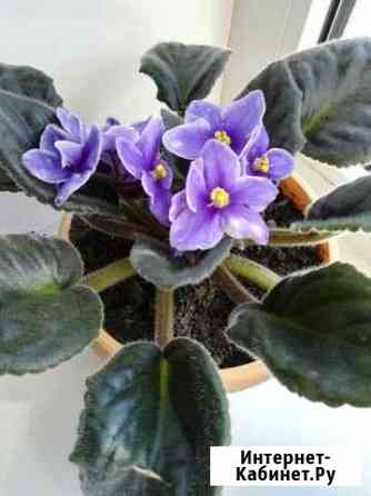 Фиалка Липецк