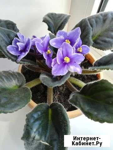 Фиалка Липецк - изображение 1