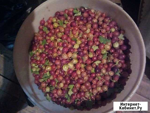 Крыжовник Миасс - изображение 1