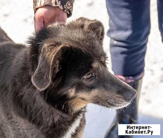 Майя ждёт своего хозяина Коломна - изображение 1