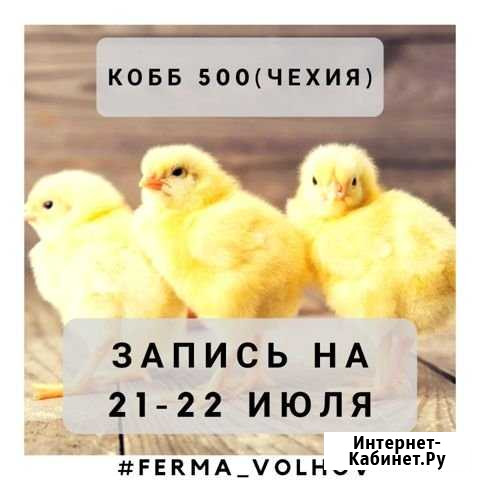 Суточные бройлеры кобб500 Новая Ладога - изображение 1