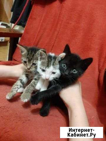 Котята Аксай - изображение 1