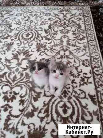 Котята Таганрог