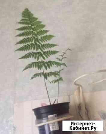 Папоротник для сада Рязань