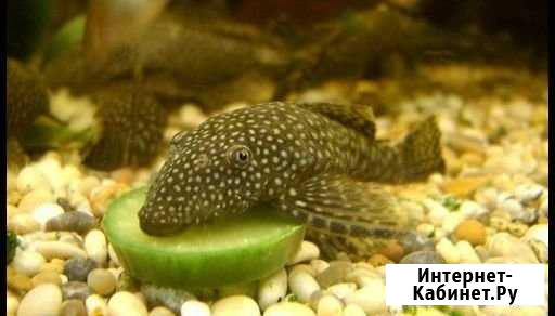 Анциструсы,криветки,меченосцы Ярославль - изображение 1