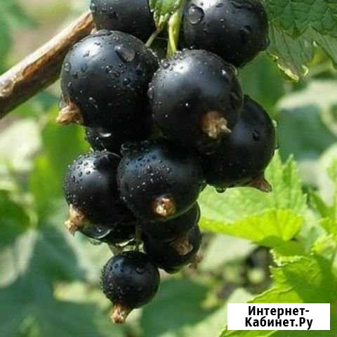 Чёрная смородина Гамово - изображение 1