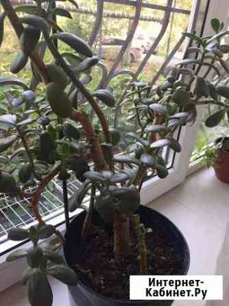 Цветы которые выделяют кислород лечебные денежные Краснодар