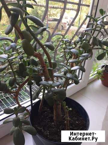 Цветы которые выделяют кислород лечебные денежные Краснодар - изображение 1