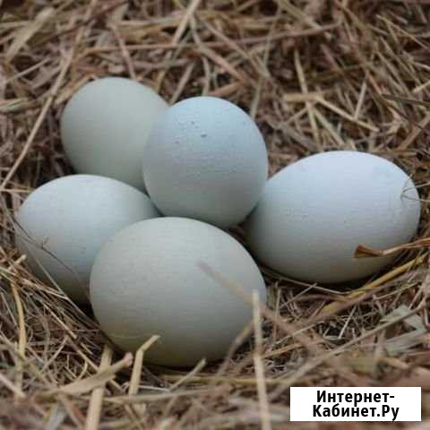 Яйцо на инкубацию,от кур породы-Лакеданзи и др.кур Сочи - изображение 1