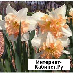 Нарциссы Красноуфимск - изображение 1