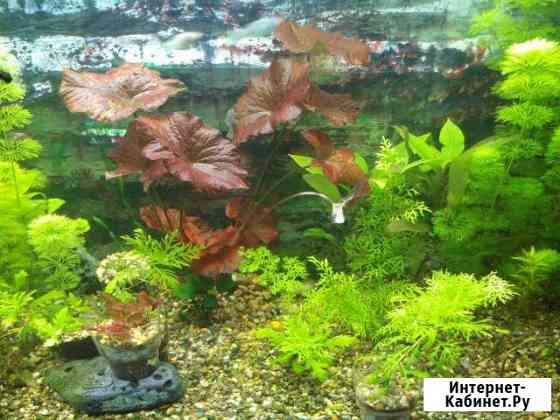 Растения Краснодар