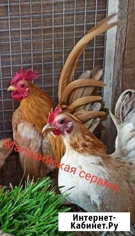 Малазийская серама семья Камышеватская - изображение 1