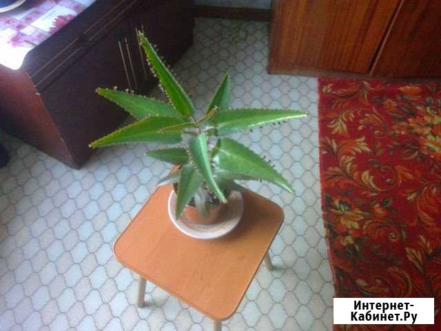 Каланхоэ лечебное Тюмень - изображение 1