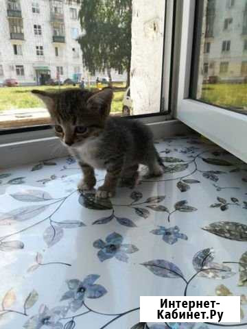 Котяты Салават - изображение 1