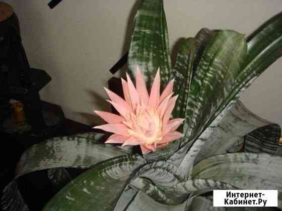 Цветок Воронеж