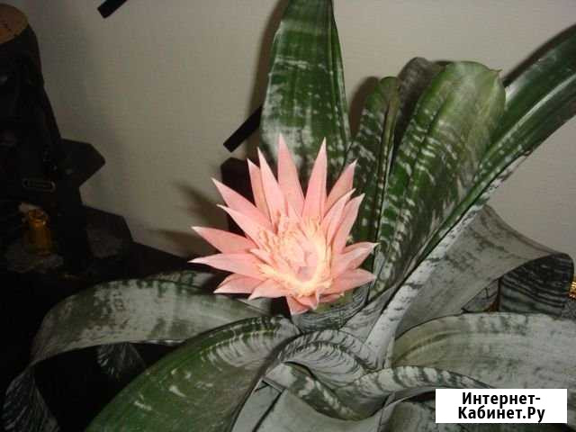 Цветок Воронеж - изображение 1