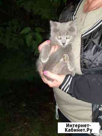 Софа Тамбов