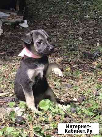 Щенки в добрые руки Ставрополь