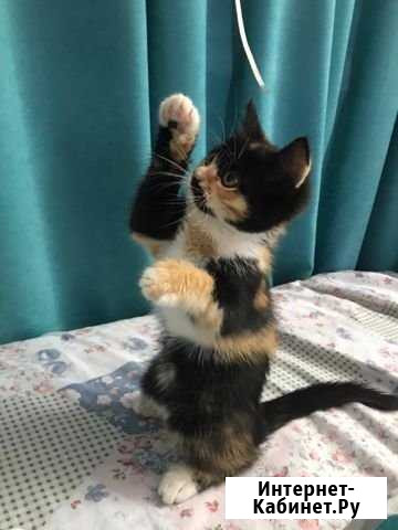 Котенок 1.5 месяца Анапа - изображение 1