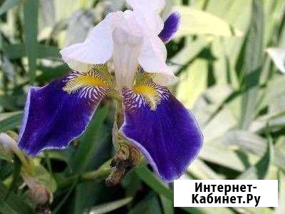 Ирисы Германские и другие многолетники Старая Купавна - изображение 1