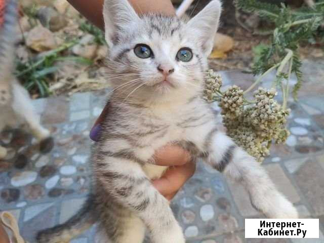 Котёнок Новороссийск - изображение 1