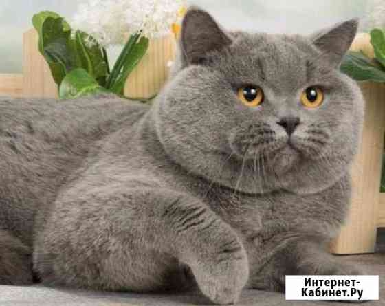 Котик вязка шотландец Обнинск