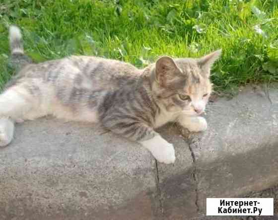 Нежного цвета котёнок девочка Хабаровск