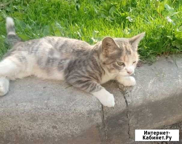 Нежного цвета котёнок девочка Хабаровск - изображение 1