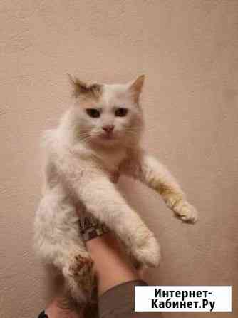 Кошка Батайск
