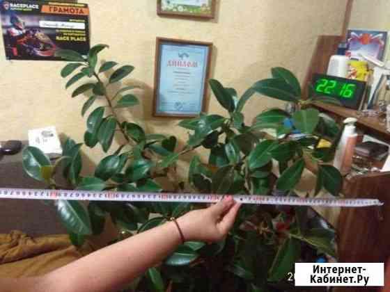 Фикус Мытищи