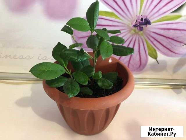 Фикусы Южноуральск - изображение 1