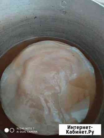 Чайный гриб молодой Брянск