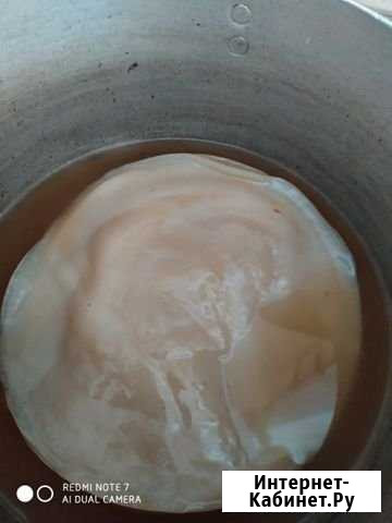 Чайный гриб молодой Брянск - изображение 1