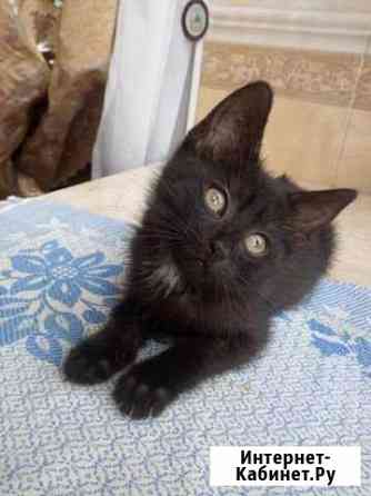 Черный котенок (кошка) Ярославль