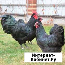 Курочки Натухаевская - изображение 1